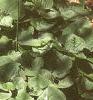 Asarum canadense, habit