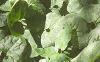 Asarum canadense, habit