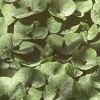 Asarum canadense, habit