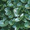 Asarum europaeum, habit