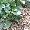 Asarum europaeum, habit