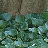 Asarum europaeum, habit