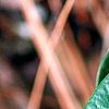 Asarum minor 'Honeysong', leaves
