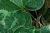 Asarum minor 'Honeysong', leaves