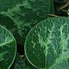 Asarum minor 'Honeysong', leaves