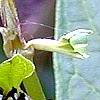 Asclepias incarnata
