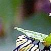 Asclepias incarnata
