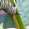 Asclepias incarnata