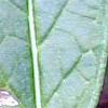 Asclepias incarnata