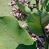 Asclepias syriaca