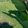 Asclepias syriaca
