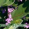 Asclepias syriaca
