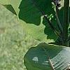 Asclepias syriaca