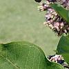 Asclepias syriaca