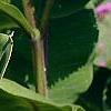 Asclepias syriaca