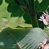 Asclepias syriaca