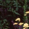 Achillea 'Anthea', habit