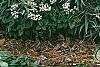Anaphalis margaritacea, habit