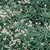 Anaphalis margaritacea, habit