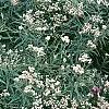 Anaphalis margaritacea, habit