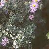 Aster linariifolius, habit