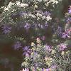 Aster linariifolius, habit