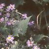 Aster linariifolius, habit