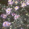 Aster linariifolius, habit
