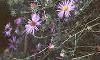 Aster linariifolius, habit