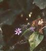 Aster linariifolius, habit