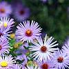 Aster oblongifolius 'Raydon's Favorite', flowers