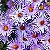 Aster oblongifolius 'Raydon's Favorite', flowers