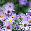 Aster oblongifolius 'Raydon's Favorite', flowers
