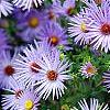 Aster oblongifolius 'Raydon's Favorite', flowers