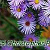 Aster oblongifolius 'Raydon's Favorite', flowers