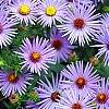 Aster oblongifolius 'Raydon's Favorite', flowers