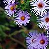 Aster oblongifolius 'Raydon's Favorite', flowers