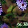 Aster oblongifolius 'Raydon's Favorite', flowers