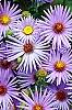 Aster oblongifolius 'Raydon's Favorite', flowers