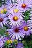 Aster oblongifolius 'Raydon's Favorite', flowers