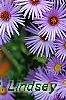 Aster oblongifolius 'Raydon's Favorite', flowers