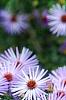Aster oblongifolius 'Raydon's Favorite', flowers