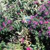 Aster 'Purple Dome', habit
