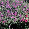 Aster 'Purple Dome', habit