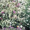 Aster 'Purple Dome', habit