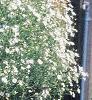 Aster 'Purple Dome', habit