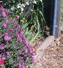 Aster 'Purple Dome', habit