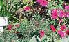 Aster 'Purple Dome', habit