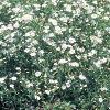 Aster 'Purple Dome', habit