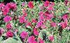 Aster 'Purple Dome', habit